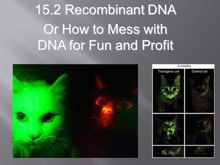 15.2 Recombinant DNA Or How to Mess with DNA for Fun and Profit.