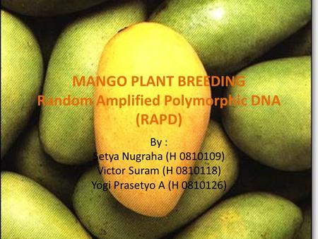 MANGO PLANT BREEDING Random Amplified Polymorphic DNA (RAPD)