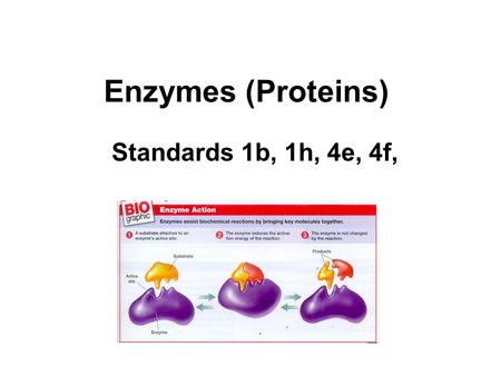 Enzymes (Proteins) Standards 1b, 1h, 4e, 4f, From the largest entity in the Universe to the smallest entity that makes up all the matter in the Universe.
