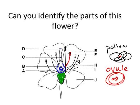 Can you identify the parts of this flower?. What is happening in this diagram? What two parts of the flower are involved? What is the relationship between.