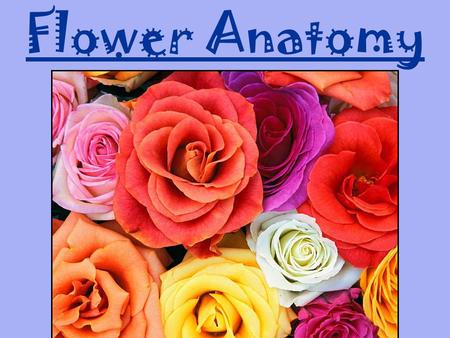 Flower Anatomy. “You may think of flowers as decorative objects that brighten the world, but the presence of so many flowers in the world is visible evidence.