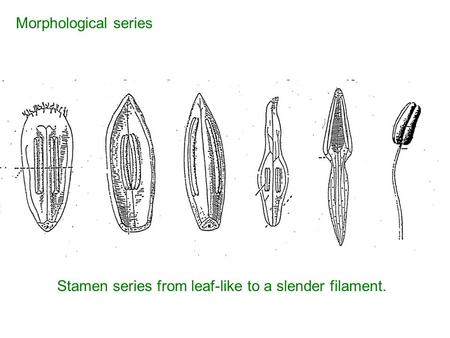 Stamen series from leaf-like to a slender filament. Morphological series.