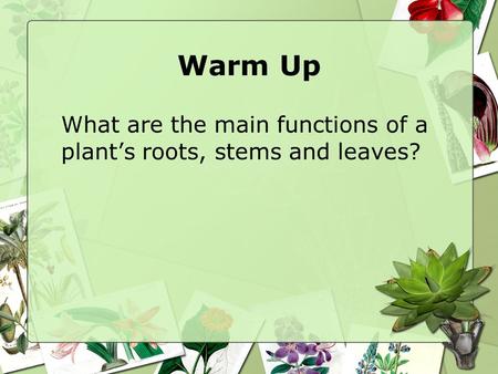Warm Up What are the main functions of a plant’s roots, stems and leaves?