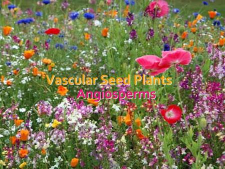 Vascular Seed Plants Angiosperms.