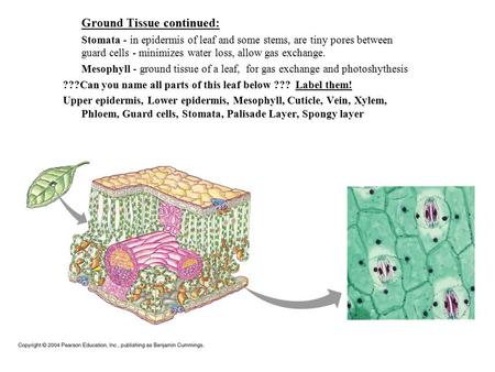 Ground Tissue continued: Stomata - in epidermis of leaf and some stems, are tiny pores between guard cells - minimizes water loss, allow gas exchange.