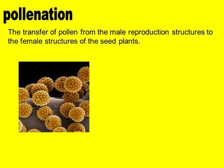 Pollenation The transfer of pollen from the male reproduction structures to the female structures of the seed plants.