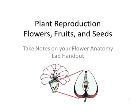 Plant Reproduction Flowers, Fruits, and Seeds Take Notes on your Flower Anatomy Lab Handout 1.