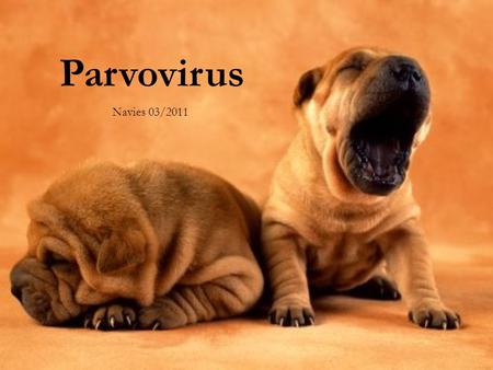 Parvovirus Navies 03/2011. History CPV-1 was the first described Canine Parvovirus to be reported in the late 60’s/early 70’s Species specific Canine.