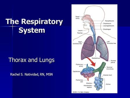 The Respiratory System Thorax and Lungs Rachel S. Natividad, RN, MSN.