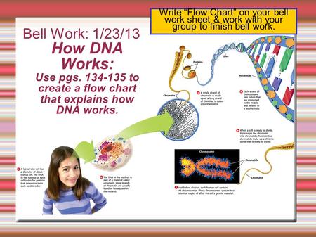 Bell Work: 1/23/13 How DNA Works: Use pgs. 134-135 to create a flow chart that explains how DNA works. Write “Flow Chart” on your bell work sheet & work.
