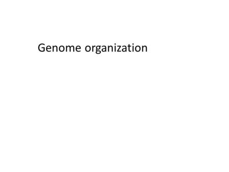 Genome organization. Nucleic acids DNA (deoxyribonucleic acid) and RNA (ribonucleic acid) store and transfer genetic information in living organisms.