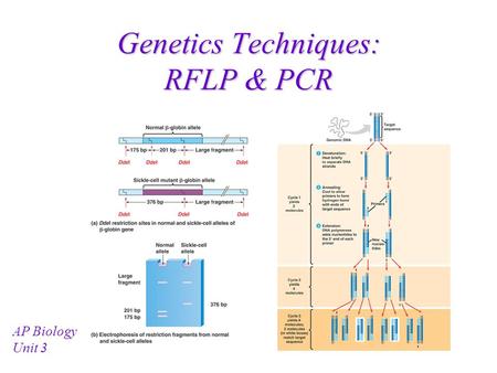 Genetics Techniques: RFLP & PCR AP Biology Unit 3.