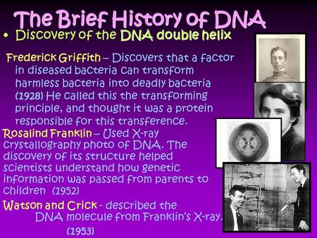 The Brief History of DNA DNA double helixDiscovery of the DNA double helix Frederick Griffith – Discovers that a factor in diseased bacteria can transform.