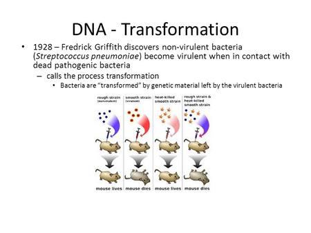 DNA - Transformation 1928 – Fredrick Griffith discovers non-virulent bacteria (Streptococcus pneumoniae) become virulent when in contact with dead pathogenic.