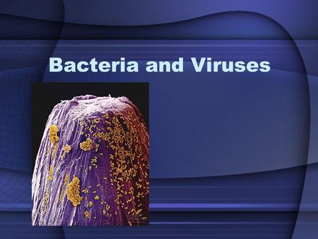 Bacteria and Viruses. Bacteria are prokaryotes Pro – before Karyon – nucleus The simplest forms of life Earth’s first cells.