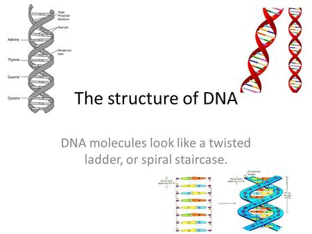 DNA molecules look like a twisted ladder, or spiral staircase.