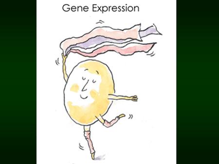 Gene Expression. What is Gene Expression?  Expression can be defined as: –Shown –Manifested –Articulated We can determine a person’s genes by what is.