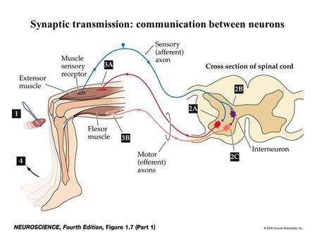 Synaptic transmission: communication between neurons.