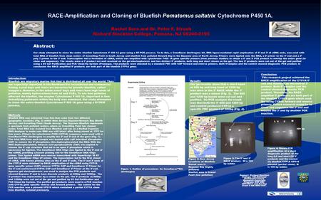 RACE-Amplification and Cloning of Bluefish Pomatomus saltatrix Cytochrome P450 1A. Abstract: Our study attempted to clone the entire bluefish Cytochrome.