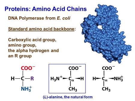 Proteins: Amino Acid Chains DNA Polymerase from E. coli Standard amino acid backbone: Carboxylic acid group, amino group, the alpha hydrogen and an R group.