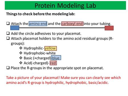 Protein Modeling Lab Things to check before the modeling lab: