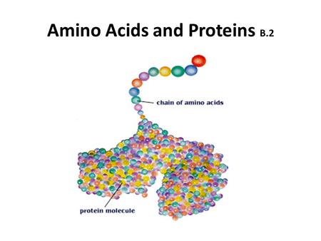 Amino Acids and Proteins B.2. Properties of 2-amino acids (B.2.2) Zwitterion (dipolar) – amino acids contain both acidic and basic groups in the same.