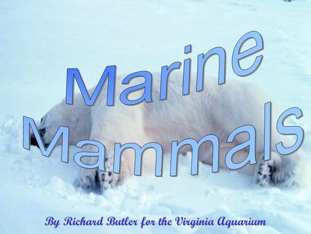 By Richard Butler for the Virginia Aquarium Created by Phyllis Butler 10/3/20152 Marine Mammals Cetaceans Toothed Whales Baleen Whales DolphinsPorpoisesSireniaManateeDugong.