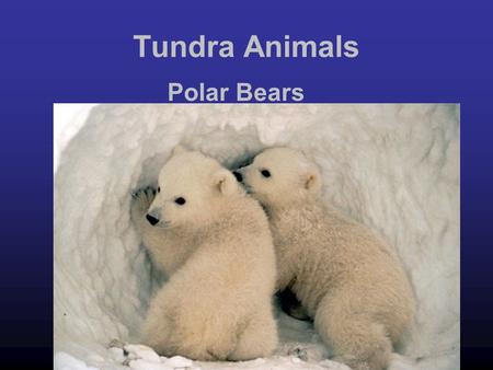 Tundra Animals Polar Bears. Description of a Polar Bear they can reach a size of over 10 feet tall the polar bear is white the polar bear and can also.