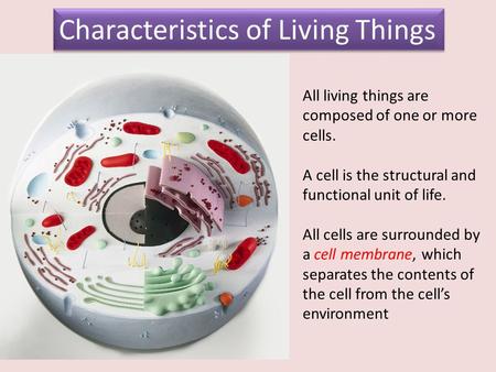 Characteristics of Living Things All living things are composed of one or more cells. A cell is the structural and functional unit of life. All cells are.