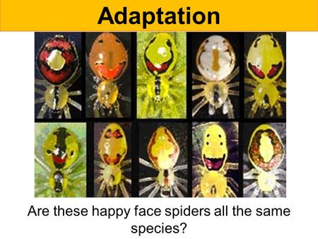 Are these happy face spiders all the same species?