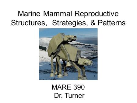 Marine Mammal Reproductive Structures, Strategies, & Patterns MARE 390 Dr. Turner.
