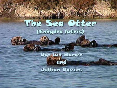 The Sea Otter (Enhydra lutris) By: Ian Hamer and Jillian Davies.