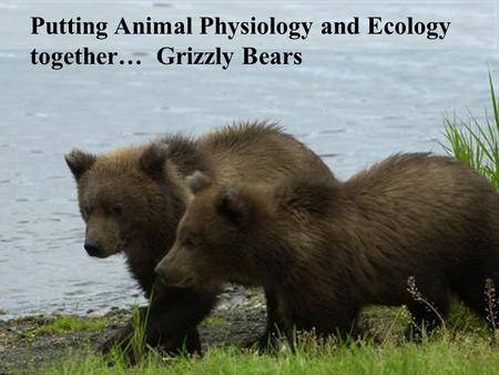 Putting Animal Physiology and Ecology together… Grizzly Bears.