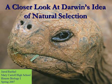 A Closer Look At Darwin’s Idea of Natural Selection Jarod Raithel Mary Carroll High School Honors Biology I Spring 2007.
