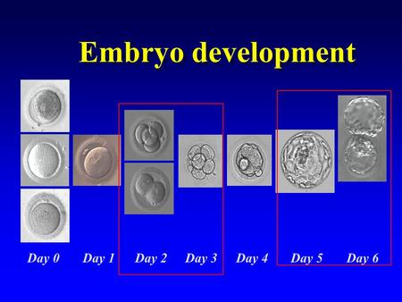 Embryo development Day 0 Day 1 Day 2 Day 3 Day 4 Day 5 Day 6.