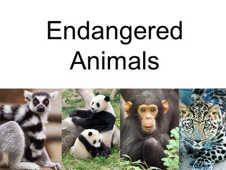 Endangered Animals. Different font styles used for every word Different colours used for every word.
