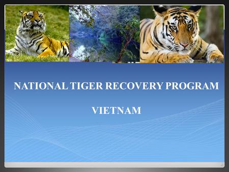 NATIONAL TIGER RECOVERY PROGRAM VIETNAM. Wild tigers and their preys are recovering through significant reduction of the threats they face OVERALL GOAL.