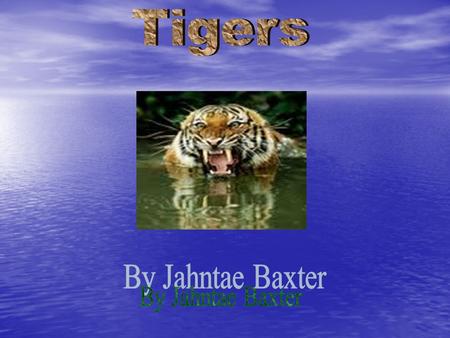 TTigers are an endangered species. WWild tigers in Asia -- their natural habitat -- may soon disappear. TTigers keep their claws sharp for.