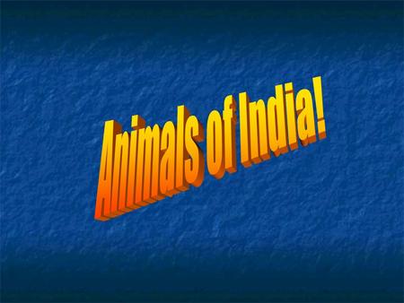 The National Animal of India The national animal of India is the Tiger Indian tigers are famous all over the world and one of the main attractions for.