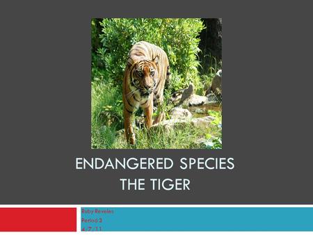 ENDANGERED SPECIES THE TIGER Ruby Reveles Period 3 4/7/11.