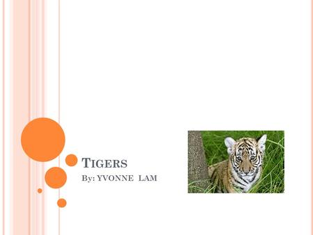 Tigers By: YVONNE LAM.