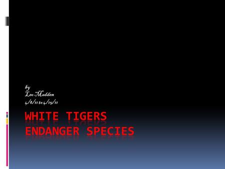 By Leo Madden 4/8/11 to 4/15/11. Why are white tiger endanger White tigerfacts  Men are getting on tiger turf.  Men are illegally hunting tigers. 