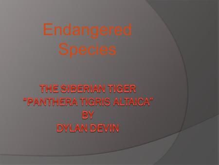 The Siberian Tiger “Panthera tigris altaica” BY Dylan Devin