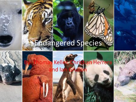 Endangered Species By: Thomas Keller, Christian Herrera and Ian Grullon.