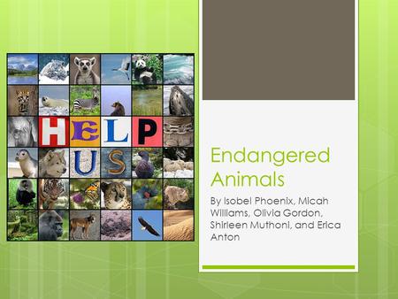 Endangered Animals By Isobel Phoenix, Micah Williams, Olivia Gordon, Shirleen Muthoni, and Erica Anton.