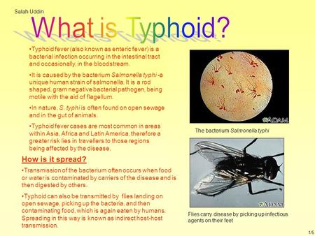 What is Typhoid? How is it spread?