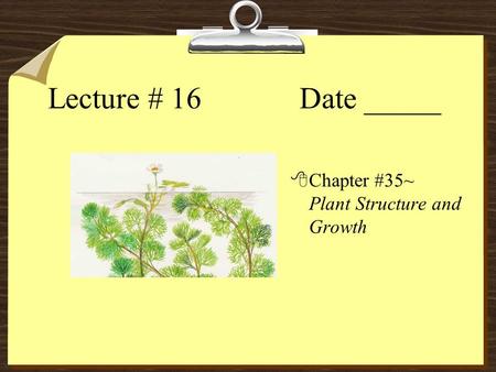 Lecture # 16 Date _____ 8Chapter #35~ Plant Structure and Growth.