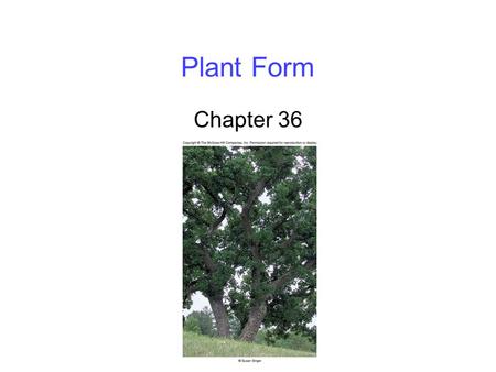 Plant Form Chapter 36. 2 Plant Body Organization A vascular plant consists of: 1. Root system, which is underground -Anchors the plant, and is used to.