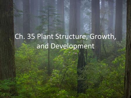 Ch. 35 Plant Structure, Growth, and Development. Plants have a hierarchical organization consisting of organs, tissues, and cells Vascular plants have.