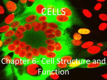 CELLS Chapter 6- Cell Structure and Function. A Cell is: the smallest unit that can carry on all of life’s functions Galileo – early 17 th century (1600’s)